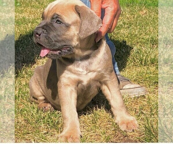 Medium Photo #1 Cane Corso Puppy For Sale in MODESTO, CA, USA