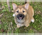 Small Shiba Inu