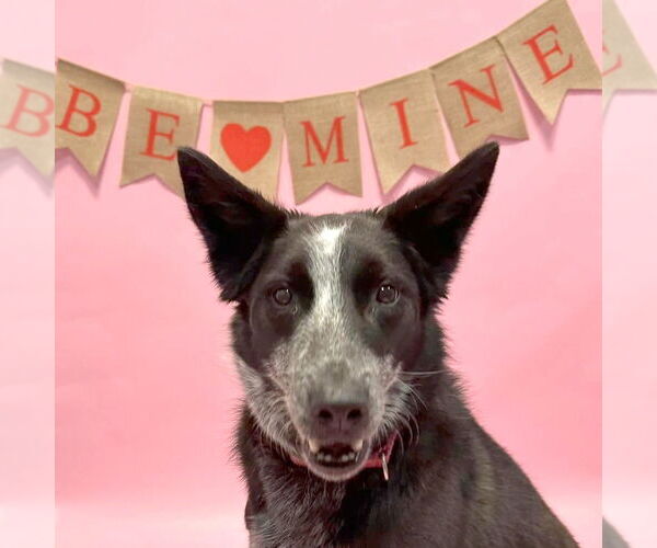 Medium Photo #4 Australian Shepherd-Unknown Mix Puppy For Sale in South Bend, IN, USA