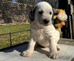 Puppy Tater Dalmatian-Poodle (Miniature) Mix