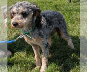 Father of the Yorkipoo puppies born on 05/26/2026