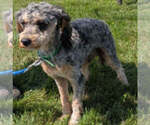 Small Photo #1 Yorkipoo Puppy For Sale in GOSHEN, IN, USA
