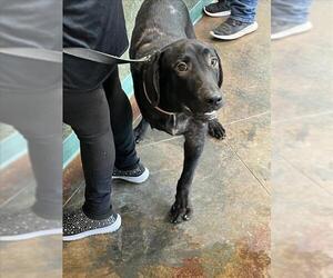 Medium Labrador Retriever Mix