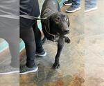 Small Labrador Retriever Mix