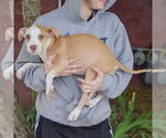 Small #1 American Staffordshire Terrier Mix