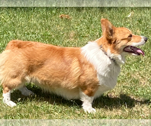 Father of the Pembroke Welsh Corgi puppies born on 05/01/2023