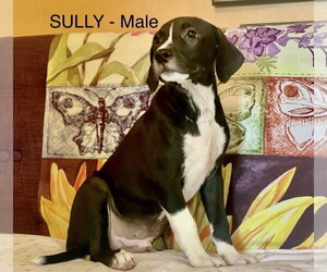 Labrador Retriever-Unknown Mix Dogs for adoption in Rockaway, NJ, USA