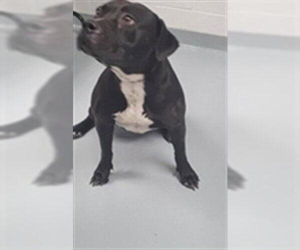 Medium Photo #1 Mutt Puppy For Sale in St. Cloud, FL, USA