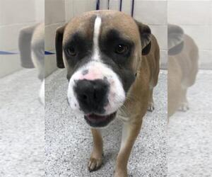 Boxer-Unknown Mix Dogs for adoption in Conroe, TX, USA