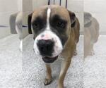 Small Boxer Mix