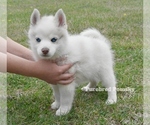Small #3 Pomsky