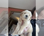Small Photo #3 Golden Retriever Puppy For Sale in TUCKERMAN, AR, USA