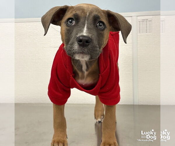 Medium Photo #5 Bulldog-Labrador Retriever Mix Puppy For Sale in Washington, DC, USA