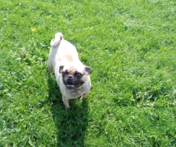 Medium Photo #1 Pug Puppy For Sale in FALL CREEK, WI, USA