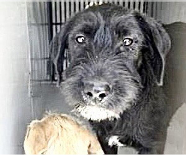 Medium Photo #1 Mutt Puppy For Sale in Houston, TX, USA