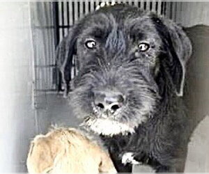 Mutt Dogs for adoption in Houston, TX, USA