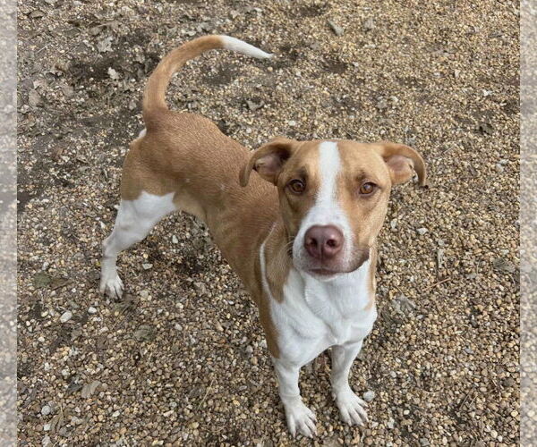 Medium Photo #2 Mutt Puppy For Sale in Anniston, AL, USA