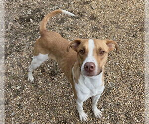 Gilbert - Male Mutt Dog for Adoption - Photo #2