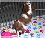 Small Photo #12 Cavalier King Charles Spaniel Puppy For Sale in ORO VALLEY, AZ, USA