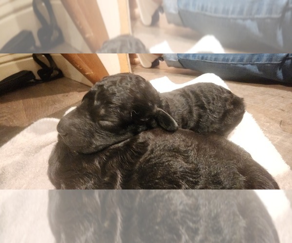 Medium Photo #1 Goldendoodle Puppy For Sale in GARLAND, TX, USA