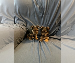 Yorkshire Terrier Puppy for sale in PATRICK SPGS, VA, USA