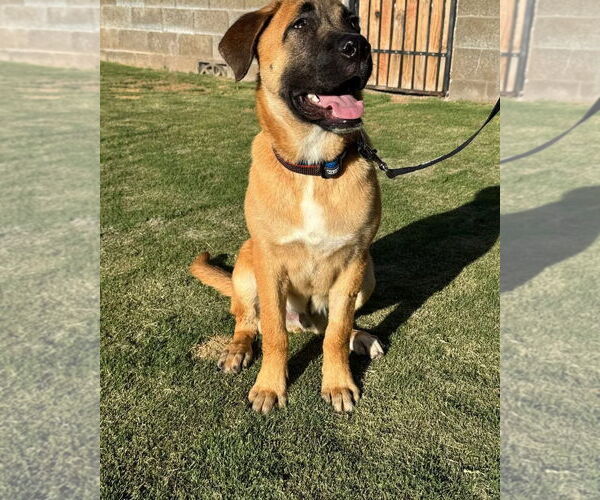 Medium Photo #6 Mastiff-Unknown Mix Puppy For Sale in Goodyear, AZ, USA