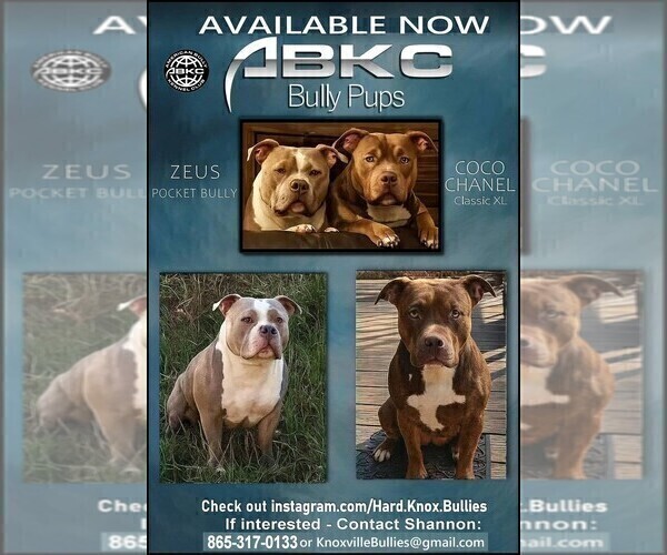 Medium Photo #12 American Bully Puppy For Sale in LENOIR CITY, TN, USA