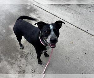 American Pit Bull Terrier-Unknown Mix Dogs for adoption in Pueblo, CO, USA