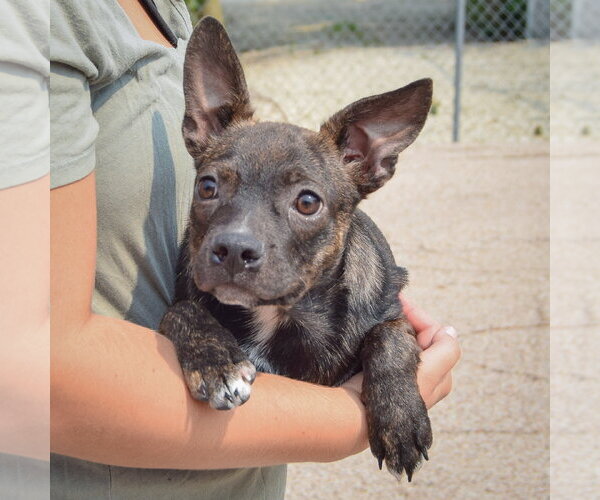 Medium Photo #4 Bo-Dach Puppy For Sale in Huntley, IL, USA