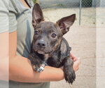 Small #3 Bo-Dach