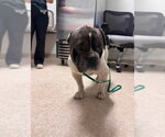 Small Bulldog Mix