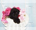 Small #10 Poodle (Toy)