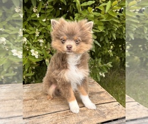 Pomeranian Puppy for sale in MIDDLEBURY, IN, USA