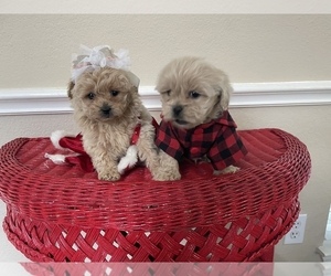 Peke-A-Poo-Poodle (Toy) Mix Puppy for sale in PLANO, TX, USA