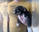 Small Photo #3 Bulldog Puppy For Sale in WARRENTON, OR, USA