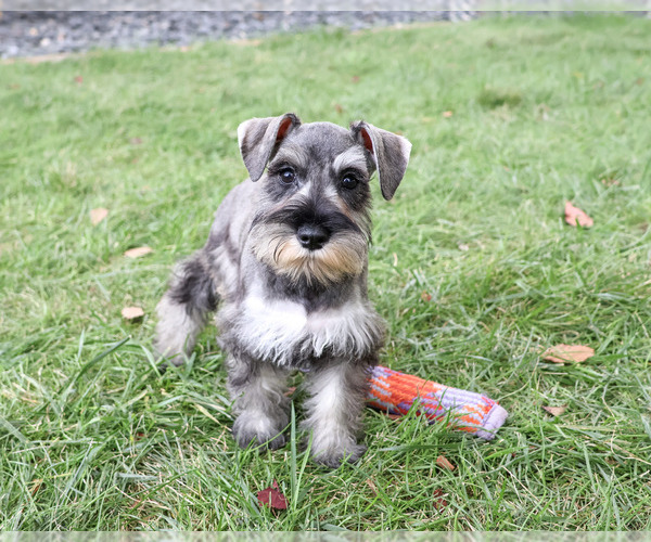 Medium Photo #3 Schnauzer (Miniature) Puppy For Sale in SYRACUSE, IN, USA