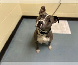 American Pit Bull Terrier Dogs for adoption in Denver, CO, USA