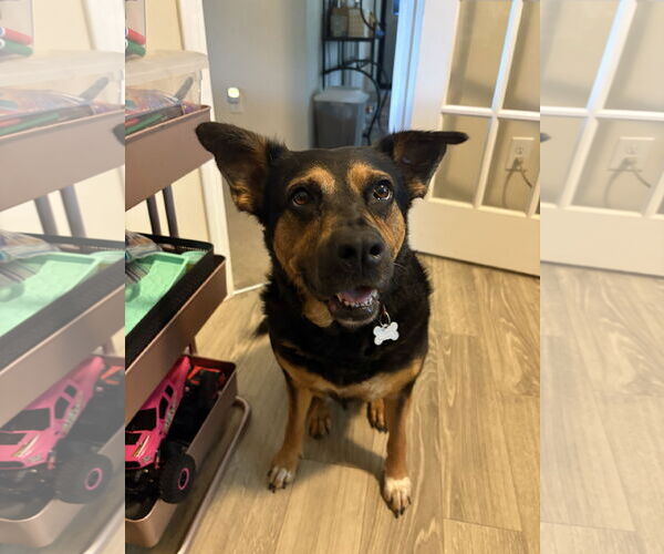 Medium Photo #1 German Shepherd Dog-Unknown Mix Puppy For Sale in La Grange , NC, USA