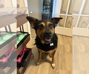 German Shepherd Dog-Unknown Mix Dogs for adoption in La Grange , NC, USA