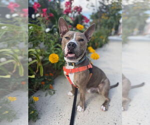 American Pit Bull Terrier Dogs for adoption in Alexandria, VA, USA