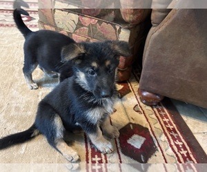 Medium German Shepherd Dog