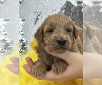 Small Photo #1 Goldendoodle (Miniature) Puppy For Sale in BULLARD, TX, USA