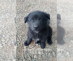 Small Photo #1 Pyrenees Husky Puppy For Sale in BANKS, OR, USA