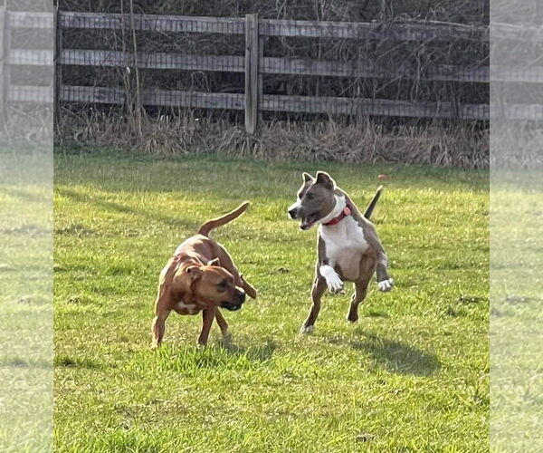 Medium Photo #16 American Pit Bull Terrier-Unknown Mix Puppy For Sale in Germantown, OH, USA