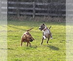 Small #15 American Pit Bull Terrier Mix