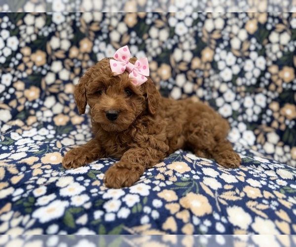Medium Photo #8 Cock-A-Poo Puppy For Sale in LAKELAND, FL, USA