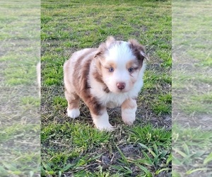 Miniature American Shepherd Puppy for sale in ZEBULON, NC, USA