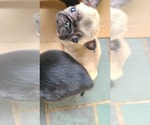 Small Pug