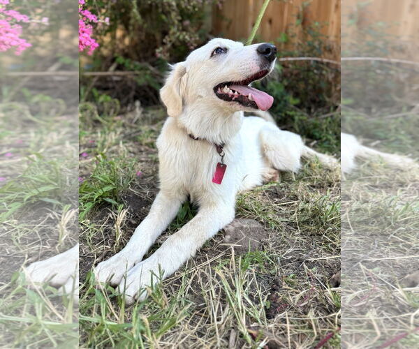 Medium Photo #4 Great Pyrenees Puppy For Sale in Spring, TX, USA