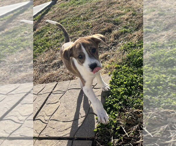 Medium Photo #1 Labrador Retriever-Saint Bernard Mix Puppy For Sale in Aurora, IN, USA